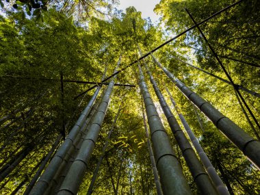 Kamakura, Kanagawa, Japonya 'daki Hokoku ji Tapınağı bambu ormanı. Yüksek kalite fotoğraf