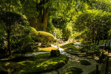 Kamakura, Kanagawa, Japonya 'daki Hokoku ji Tapınağı bambu ormanı. Yüksek kalite fotoğraf