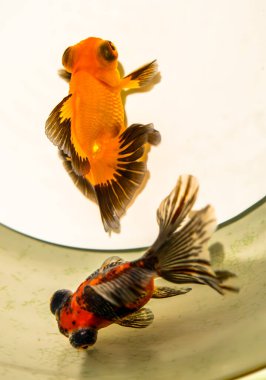 Ginza 'daki sanat akvaryumu müzesi, Chuo City, Tokyo, Japonya. Yüksek kalite fotoğraf