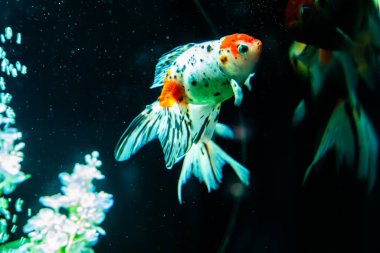 Ginza 'daki sanat akvaryumu müzesi, Chuo City, Tokyo, Japonya. Yüksek kalite fotoğraf