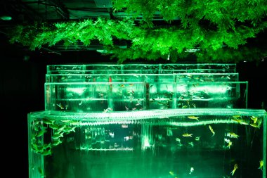 Ginza 'daki sanat akvaryumu müzesi, Chuo City, Tokyo, Japonya. Yüksek kalite fotoğraf