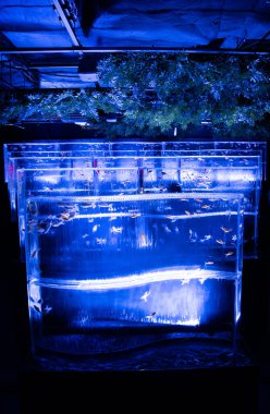 Ginza 'daki sanat akvaryumu müzesi, Chuo City, Tokyo, Japonya. Yüksek kalite fotoğraf