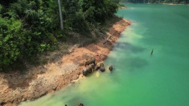 Khao Sok Ulusal Parkı 'nda, Tayland, Surat Thani' deki Çiğneme lan Gölü 'nde bir vahşi fil ailesiyle karşılaştım.