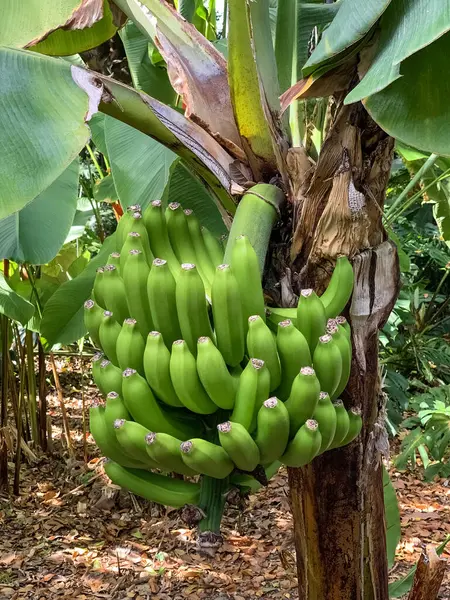 bunch of green bananas on banana palm close up