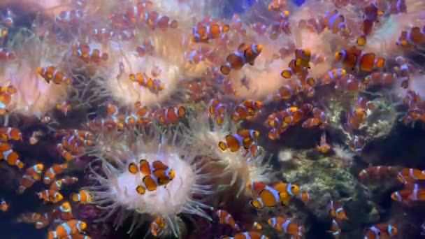 Akvarijní Klaun Ryby Amphiprions Krásném Mnohobarevném Akváriu Zpomalení Pozadí — Stock video