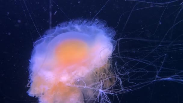 美丽的水母在水下缓慢移动 4K缓慢运动 — 图库视频影像