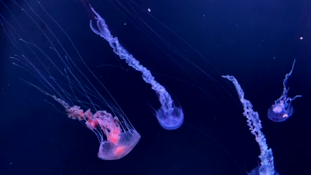 Wunderschöne Quallen Die Sich Langsam Unter Wasser Bewegen Zeitlupe — Stockvideo