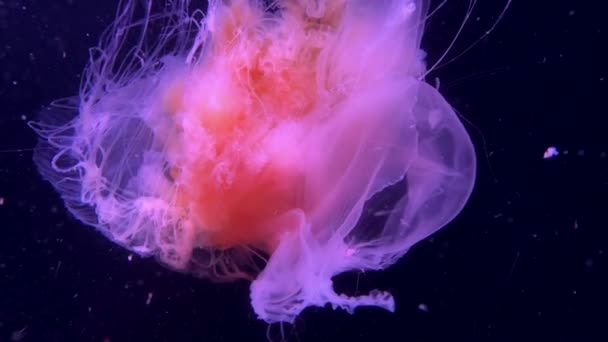 Hermosas Medusas Moviéndose Lentamente Bajo Agua Cámara Lenta — Vídeos de Stock