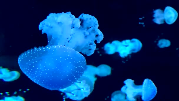 Hermosas Medusas Moviéndose Lentamente Bajo Agua Cámara Lenta — Vídeo de stock