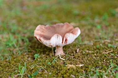 Çimlerin üzerinde büyüyen mantarlar.