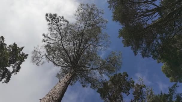 Κάτω Όψη Των Κορυφών Των Πράσινων Δέντρων Στο Δάσος Κυκλική — Αρχείο Βίντεο