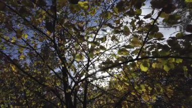 Güneşli bir günde, bir ağacın sarı sonbahar yaprakları mavi gökyüzüne karşı, güneş yaprakları yaprakların arasında, sonbahar ormanı, yakın çekim, dönüş kamerası
