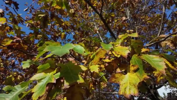 Κίτρινα Φθινοπωρινά Φύλλα Δέντρου Φόντο Γαλάζιου Ουρανού Μια Ηλιόλουστη Μέρα — Αρχείο Βίντεο