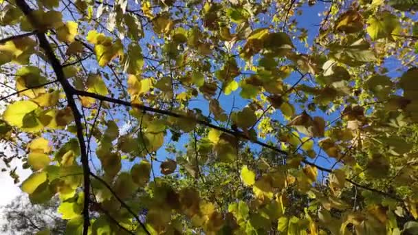 Gula Höstlöv Ett Träd Mot Blå Himmel Solig Dag Solstrålar Stockvideo