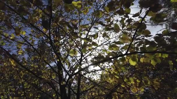 Gula Höstlöv Ett Träd Mot Blå Himmel Solig Dag Solstrålar Royaltyfri Stockvideo