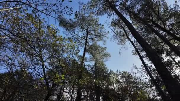 Onderaanzicht Van Toppen Van Groene Bomen Het Bos Cirkelvormige Camerarotatie — Stockvideo