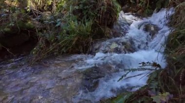 Orman deresinde berrak kristal suyu olan küçük şelale, doğa, yavaş çekim.