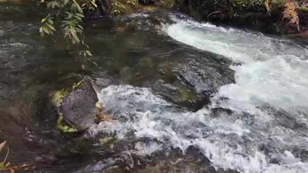 Litet Vattenfall Med Klart Kristallvatten Skogsbäck Natur Slow Motion Videoklipp