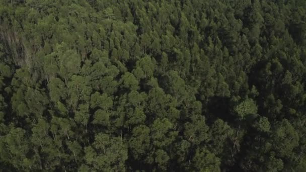 Flyga Över Grön Tropisk Skog Ovanifrån Skjuta Från Drönare Stockfilm