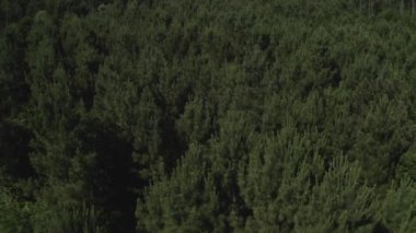 Yeşil bir ormanın ağaçlarının üzerinden alçaktan uç, çok güzel doğal bir manzara, bir drondan ateş et.
