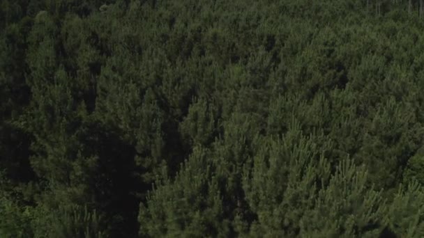 Flyga Lågt Över Trädtopparna Grön Skog Vacker Natur Skjuta Från — Stockvideo