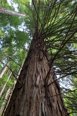 Sekoya ile güzel yeşil orman, doğal manzara