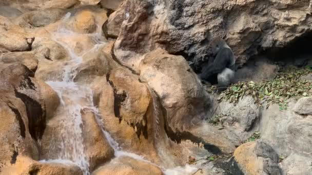 Gorila Adulto Come Sentado Una Roca Frente Una Cueva Cerca — Vídeo de stock