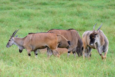 Çayırda otlayan antiloplar, doğal ortamlarında yaşayan hayvanlar, doğa.