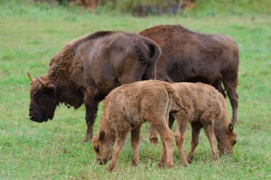 Yeşil çimlerde bufalo, doğal çevrede hayvanlar, doğa.