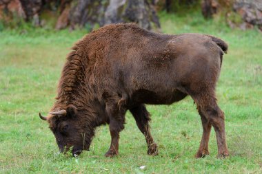 Yeşil çimlerde bufalo, doğal çevrede hayvanlar, doğa.
