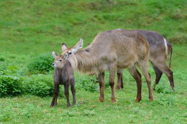 Yeşil bir çayırda otlayan antiloplar, doğal çevrede yaşayan hayvanlar.