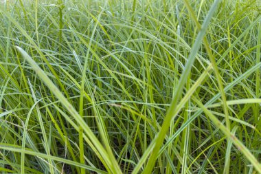 Güneşli bir günde yeşil çimen sapları, yakın plan