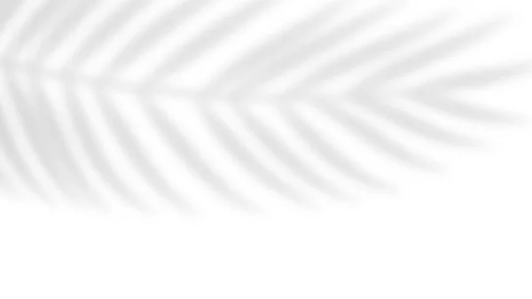 Тінь Пальмового Листя Накладена Тропічний Розмитий Лист Світло Накладає Прозорий — стоковий вектор