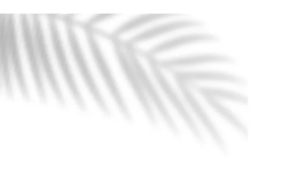 Επικάλυψη Σκιάς Από Φύλλα Φοίνικα Τροπικό Θολό Φύλλο Ελαφριά Επικάλυψη — Διανυσματικό Αρχείο