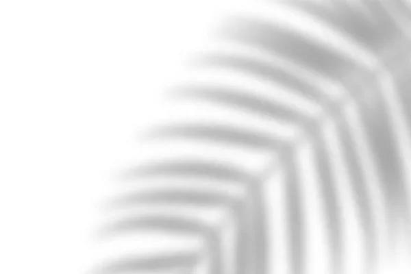 Ombre Feuilles Palmier Superposée Feuille Tropicale Floue Effet Transparent Léger — Image vectorielle