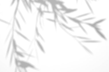 Söğüt dalı gölgesi. Ağaç gölgeleri örtüyor. Güneş ışığı yaprakların arasından süzülüyor. Doğanın organik gölgesi. Bulanık Yaprak gölgesi ve arka planda ışık. 3d oluşturma