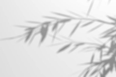 Söğüt dalı gölgesi. Ağaç gölgeleri örtüyor. Güneş ışığı yaprakların arasından süzülüyor. Doğanın organik gölgesi. Bulanık Yaprak gölgesi ve arka planda ışık. 3d oluşturma