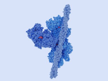 The human cardiac actin-tropomyosin-myosin complex  with ADPComplex components: actin pentamer(mid blue), tropomyosin dimer (light blue), myosin head (dark blue), ADP is depicted in red.