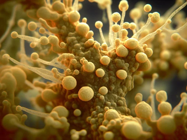 stock image Candida auris, a pathogenic yeast that causes candidiasis, an infection of the bloodstream, the central nervous system and internal organs. It has acquired multiple drug resistance. 