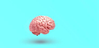 human brain isolated and colored background-3D illustration