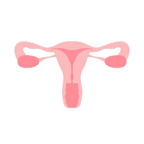 Órgãos Útero Sistema Reprodutor Feminino Esquema Localização Órgãos Colo Útero — Vetor de Stock