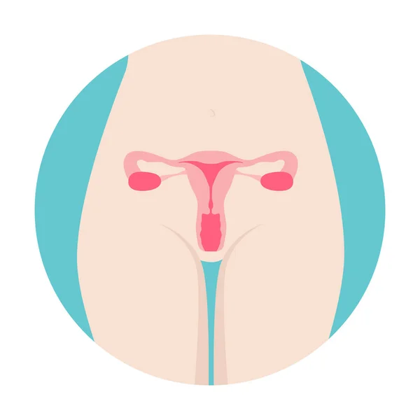 Kvinnligt Fortplantningssystem Organ Plats Schema Livmoder Livmoderhals Äggstockar Äggledare Ikon — Stock vektor