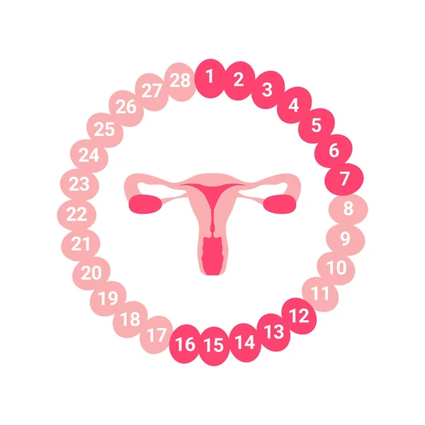 Ciclo Menstrual Feminino Sistema Reprodutor Feminino Esquema Localização Órgãos Útero — Vetor de Stock