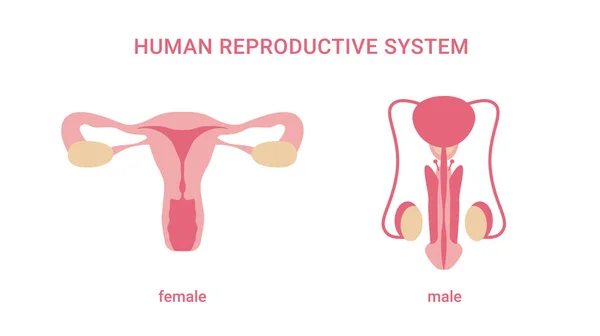 Sistema Reprodutivo Humano Órgãos Femininos Masculinos Isolados Sobre Fundo Branco — Vetor de Stock