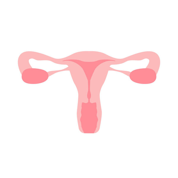 Органы женской половой системы матки. Схема расположения органов, шейка матки, яичник, икона фаллопиевой трубки. Векторная иллюстрация.