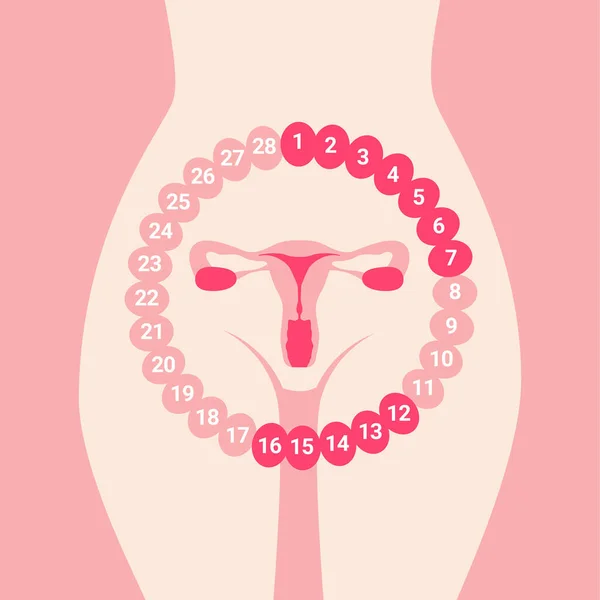 Kvinnlig Menstruationscykel Kvinnligt Fortplantningssystem Uterus Organ Isolerad Vit Bakgrund Illustration — Stock vektor