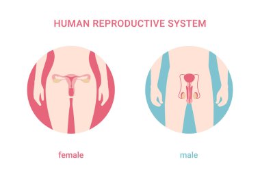 Human reproductive system. Female and male body with reproductive system organs isolated on white background. male and female body clipart