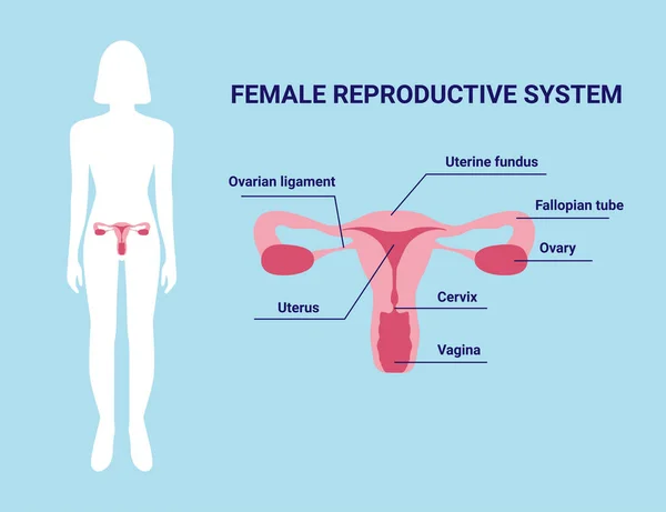 女性生殖系统子宫器官及其描述和女性轮廓载体说明 — 图库矢量图片