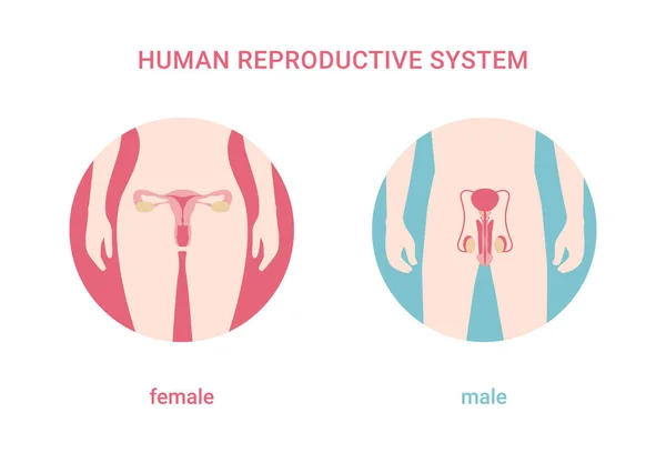 Emberi Reprodukciós Rendszer Női Férfi Test Fehér Alapon Izolált Reproduktív — Stock Vector