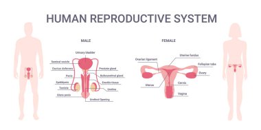 İnsan üreme sistemi. Beyaz arka planda izole edilmiş üreme sistemi organları olan kadın ve erkek vücudu. Erkek ve kadın vücudu. vektör illüstrasyonu.